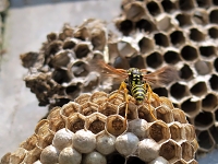 franse veldwesp (Polistus dominula) 7-2019 8423